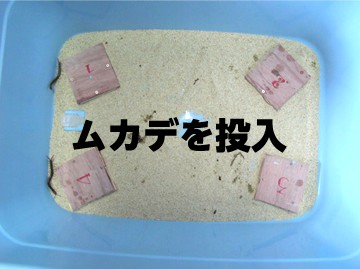 ムカデ投入