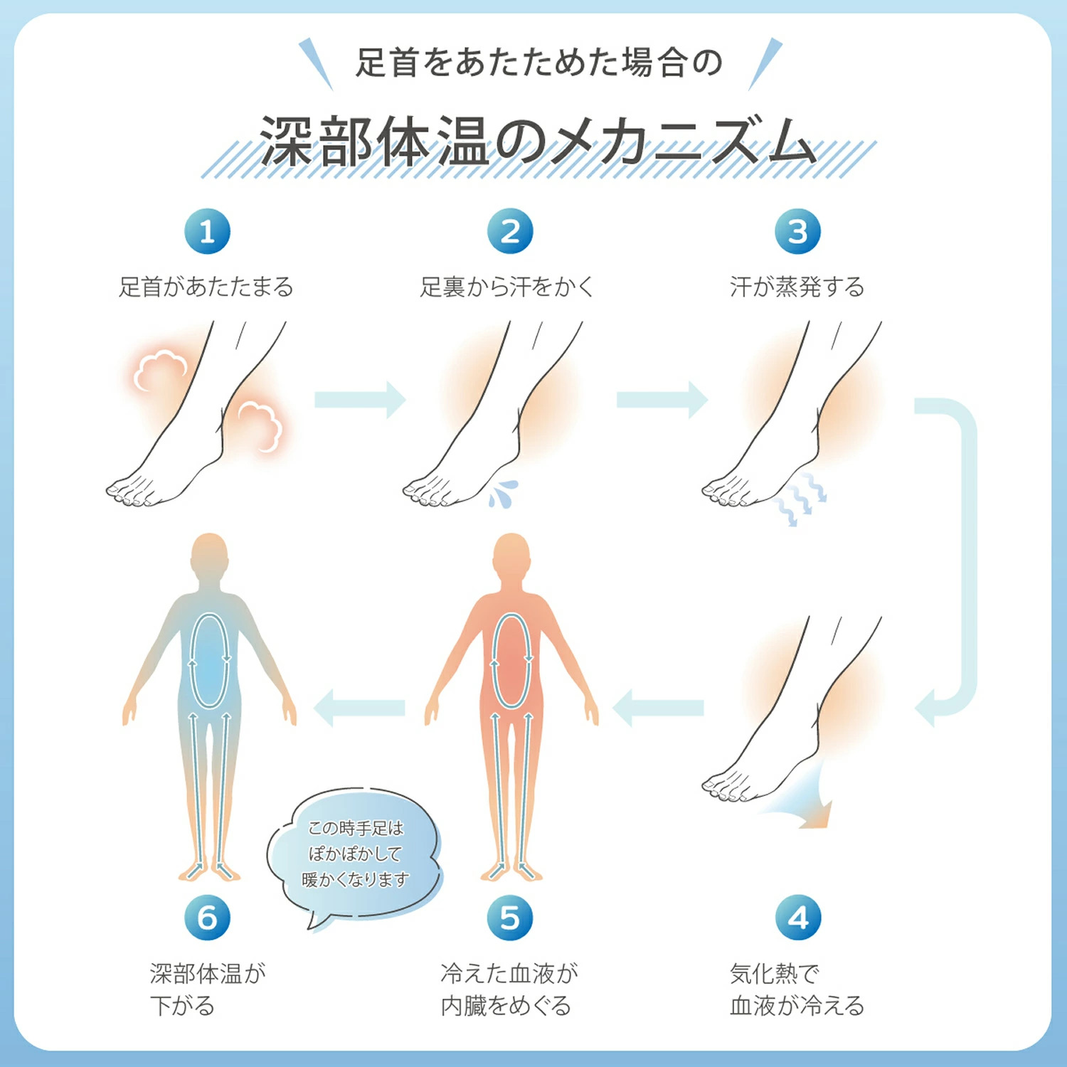 足首保温サポーター深部体温のメカニズム