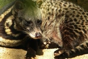 ③【ネコ生豆原価16000円】1kg シベットキャット　インドのコピルワック 生豆 コピ・ルアック ジャコウネコの体内で発酵 オーガニック