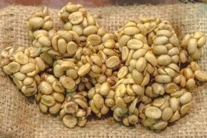 エクーア シベットコーヒー ベンゲット産 豆 250g ラッピング 送料無料