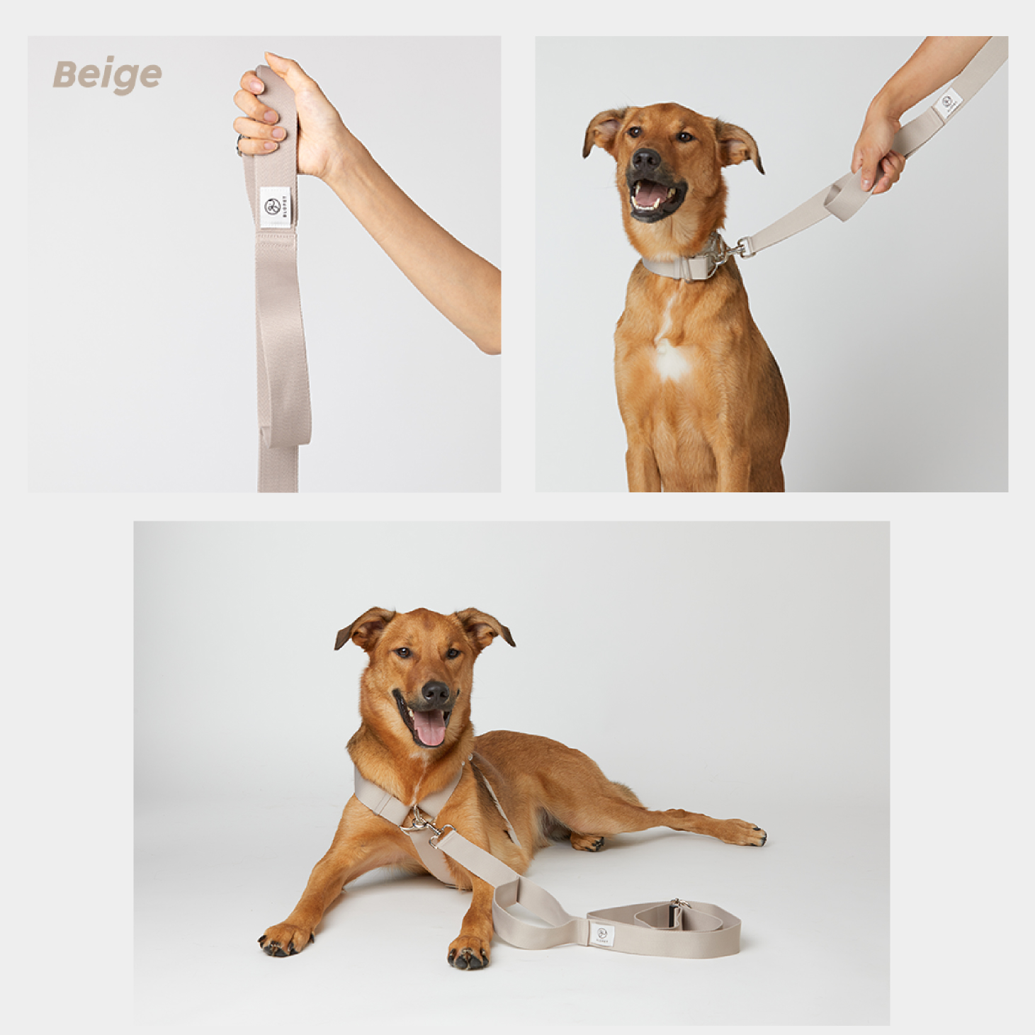 「りのすけページ・大型犬用リード」 imgrc0089163284.jpg