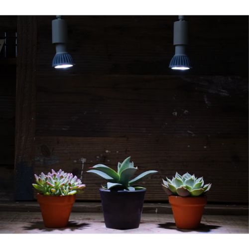 植物専用LEDライト PlantsNEXLIGHT ミニ ホワイト 12個入 NL-PAR16-WC50/S 観葉植物｜efiluz｜08