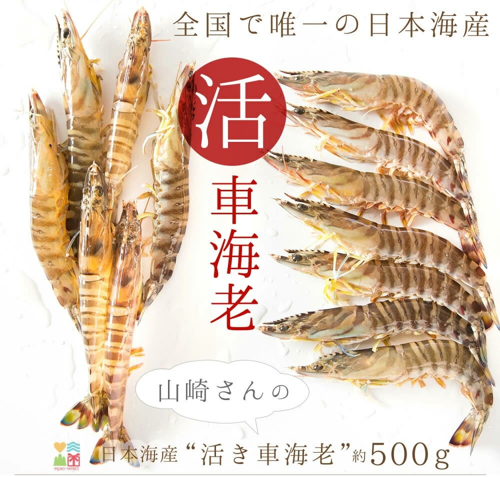 車海老 活き車エビ/約500g 約15〜25尾入 送料無料 えび 刺身 車エビ 活