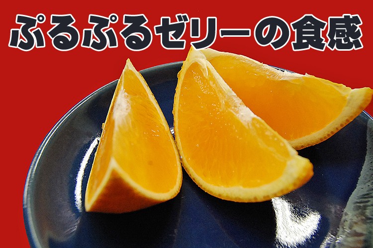 12月31日まで値下げ中愛果28号（紅マドンナ同種）約10キロマドンナ愛媛みかん 楽天市場】【ふるさと納税】 【2026年12月頃から順次発送】愛果28号