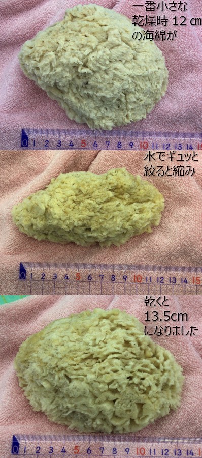 海綿 スポンジ ハニコム種 ライトイエロー色 M 乾燥時12〜14cm