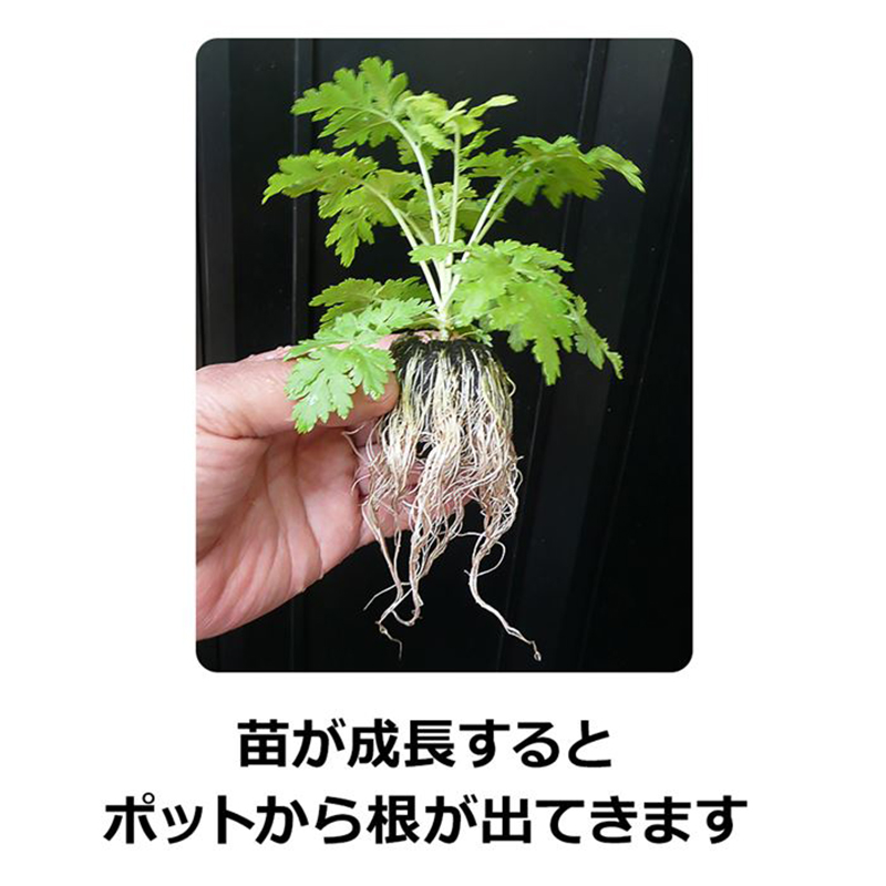 サカタのタネ ジフィーセブン そのまま植えられる土ポット 直径42mm 48
