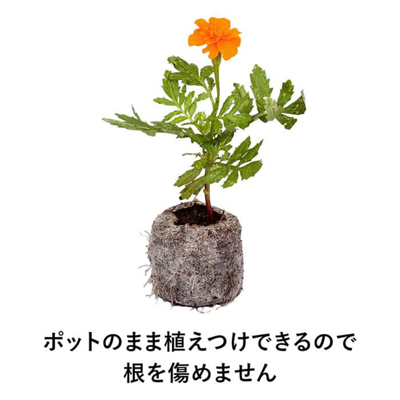 サカタのタネ ジフィーセブン そのまま植えられる土ポット 直径42mm 48