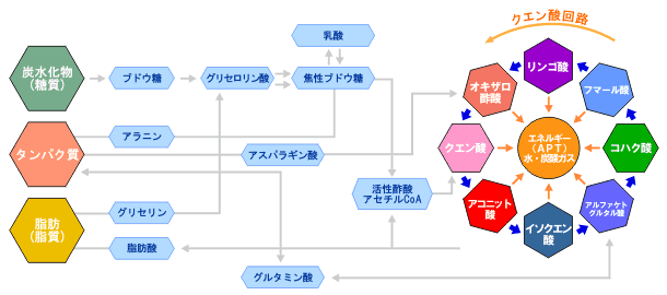 かしじぇーブラック酢　クエン酸サイクル