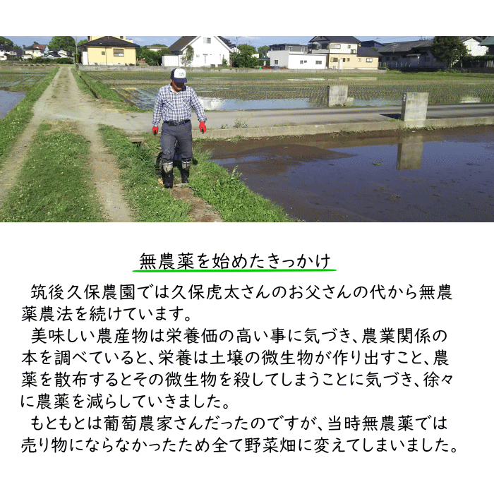 無農薬 無肥料 栽培米 20Kg | 玄米 福岡県産 令和5年度産 夢つくし