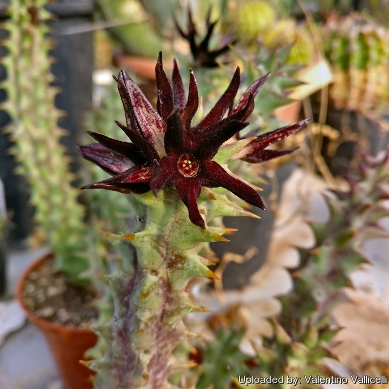Quaqua mammillaris flower