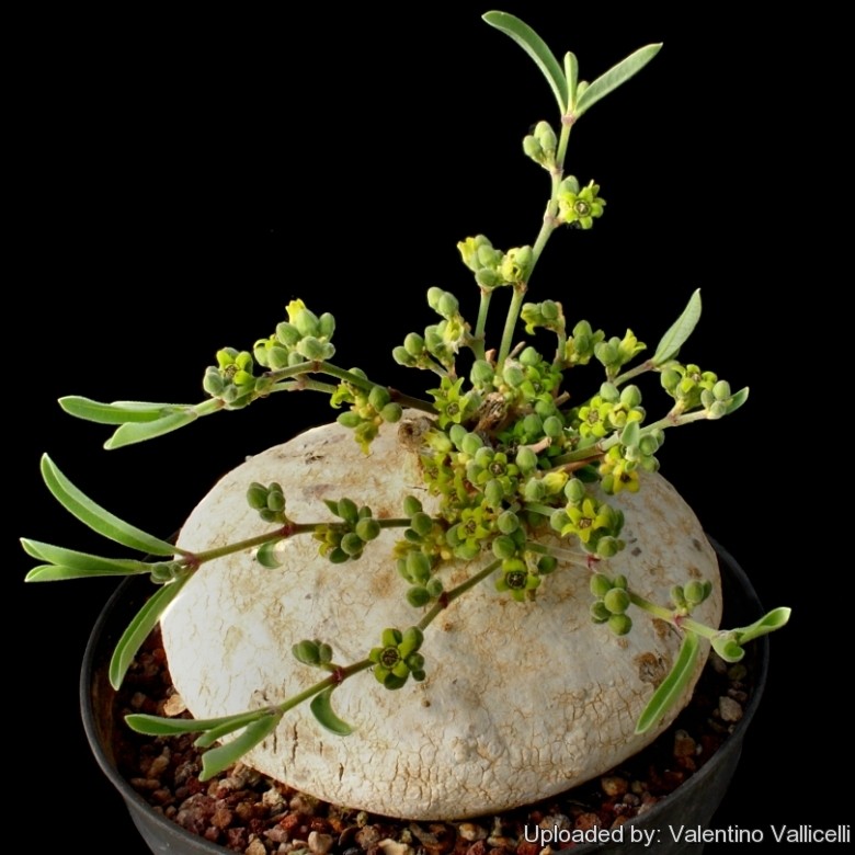 Raphionacme burkei flower