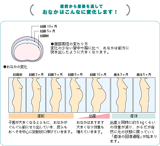 ワコール マタニティ おなかは全体的に大きくなるの イクコ ランジェリー エルドシック 通販 Yahoo ショッピング