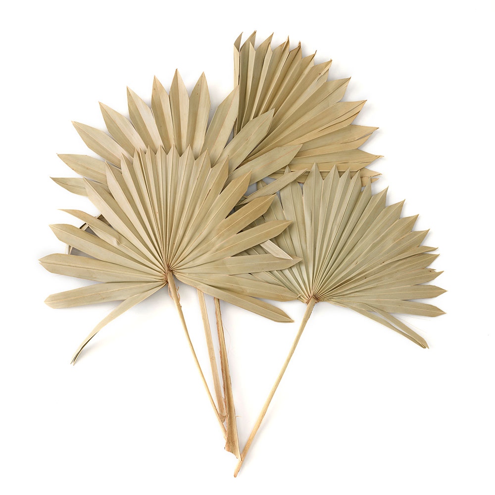 ドライ フラワー ファン パーム リーフ ヤシ 高さ55cm プランツ 花材 ハンキング スワッグ アート ディスプレイ おしゃれ インテリア 雑貨 西海岸 98106 |  | 01