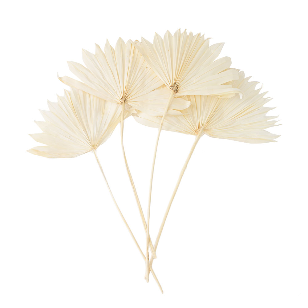 ドライ フラワー ファン パーム リーフ ヤシ 高さ55cm プランツ 花材 ハンキング スワッグ アート ディスプレイ おしゃれ インテリア 雑貨 西海岸 98106 |  | 02
