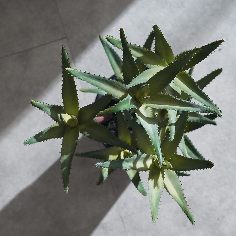 フェイク グリーン キダチ アロエ 高さ 42cm 人工 観葉 植物 多肉