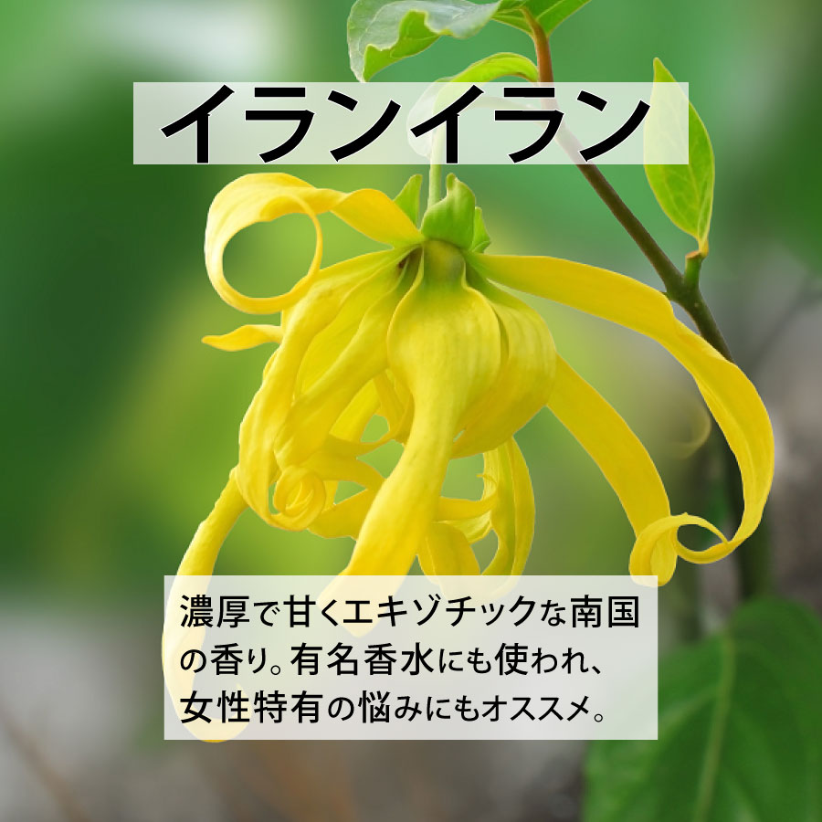 イランイラン／すやすやブレンド／青森ひば／パルマローザ 天然成分100