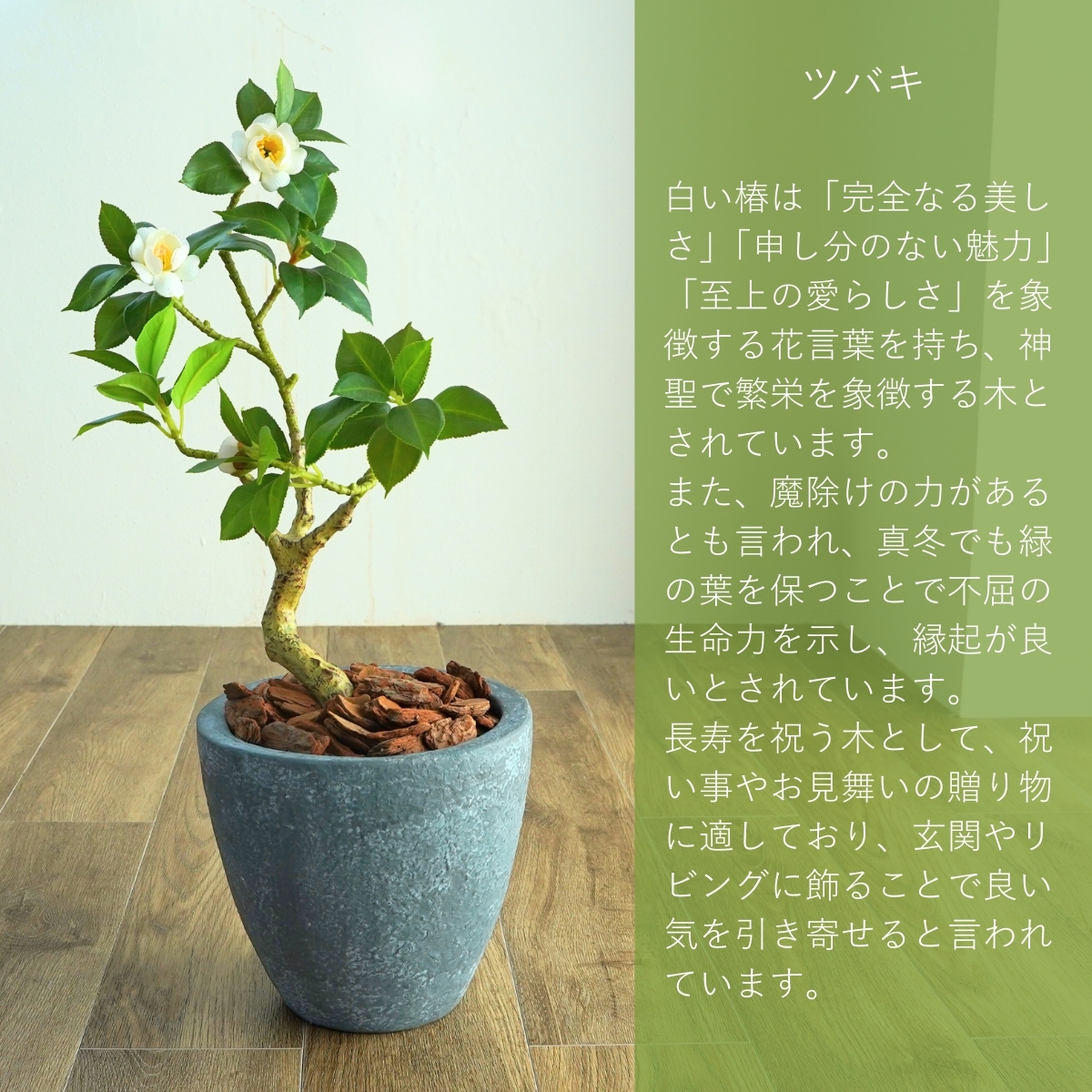 椿 鉢 椿 苗木 椿 盆栽 椿 鉢植え フェイクグリーン 60cm 光触媒 鉢付き おしゃれ 造花 インテリア リアル フェイクグリーン ミニ 消臭 抗菌 手入れ不要 卓上 |  | 07