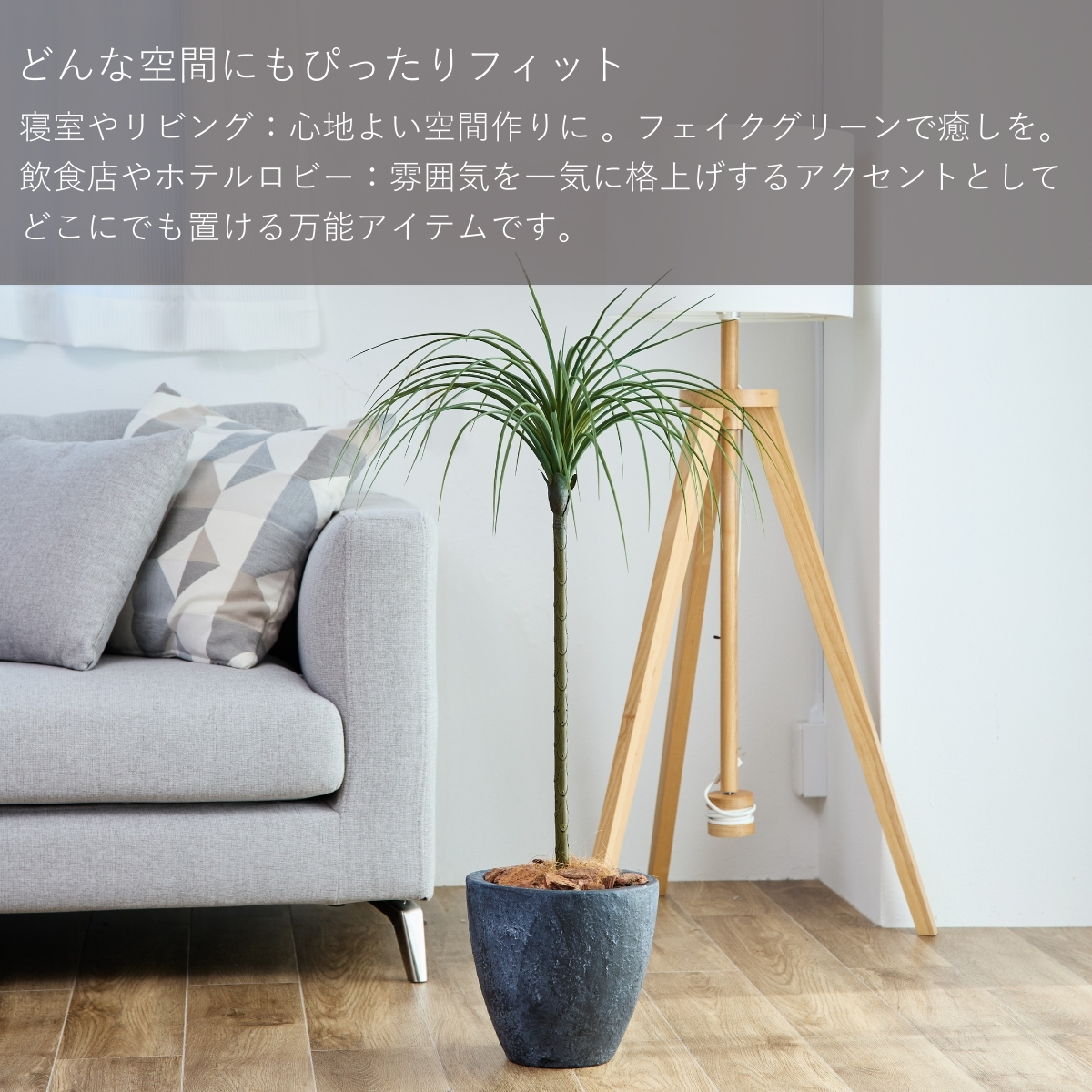 №５３６７ 宅配便　ドラセナ　トルネード80 №5367 宅配便 ドラセナ トルネード80 ドラセナ・トルネード | 観葉