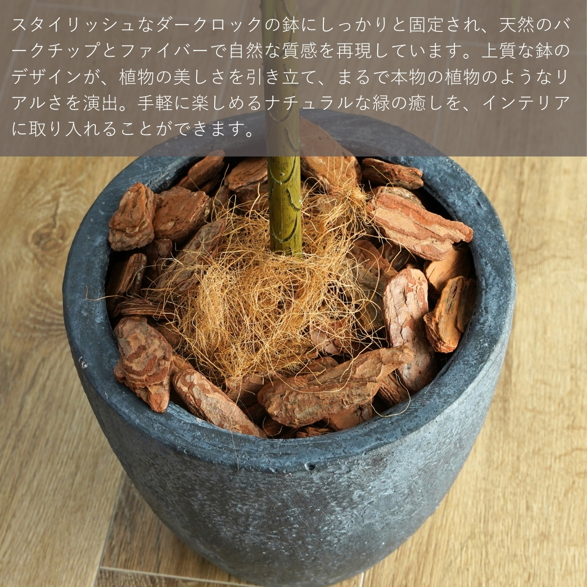 ドラセナ トルネード（花、ガーデニング）の商品一覧 通販