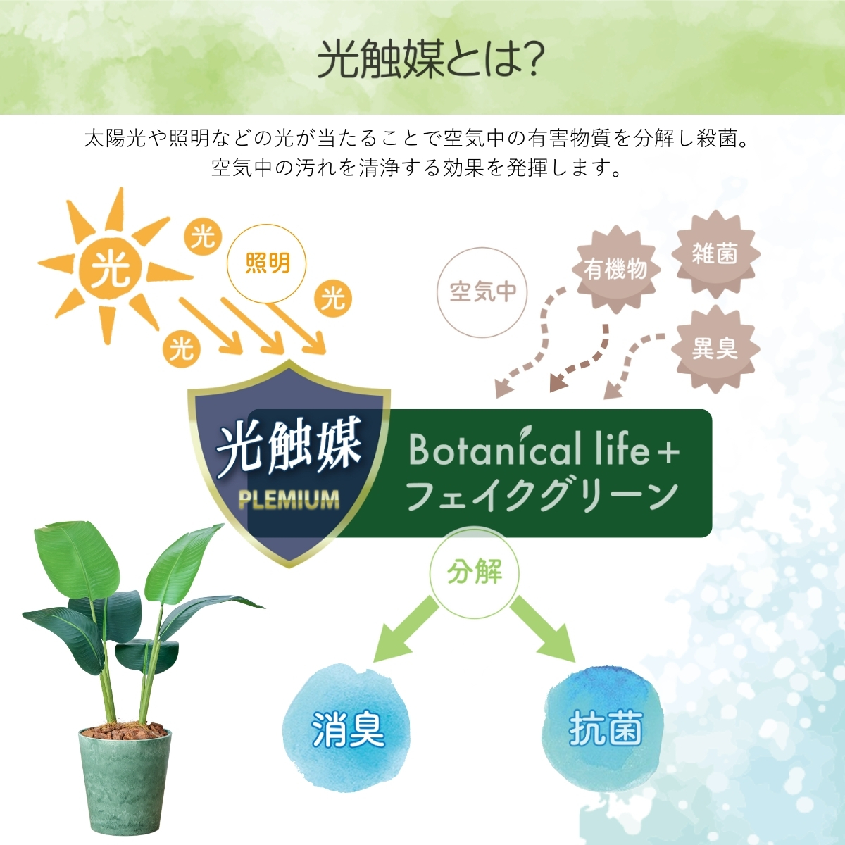 オーガスタ フェイクグリーン オーガスター 観葉植物 ストレリチア・オーガスタ 80cm 光触媒 鉢付き 造花 おしゃれ インテリア リアル 消臭 空気清浄 触媒 抗菌 |  | 03