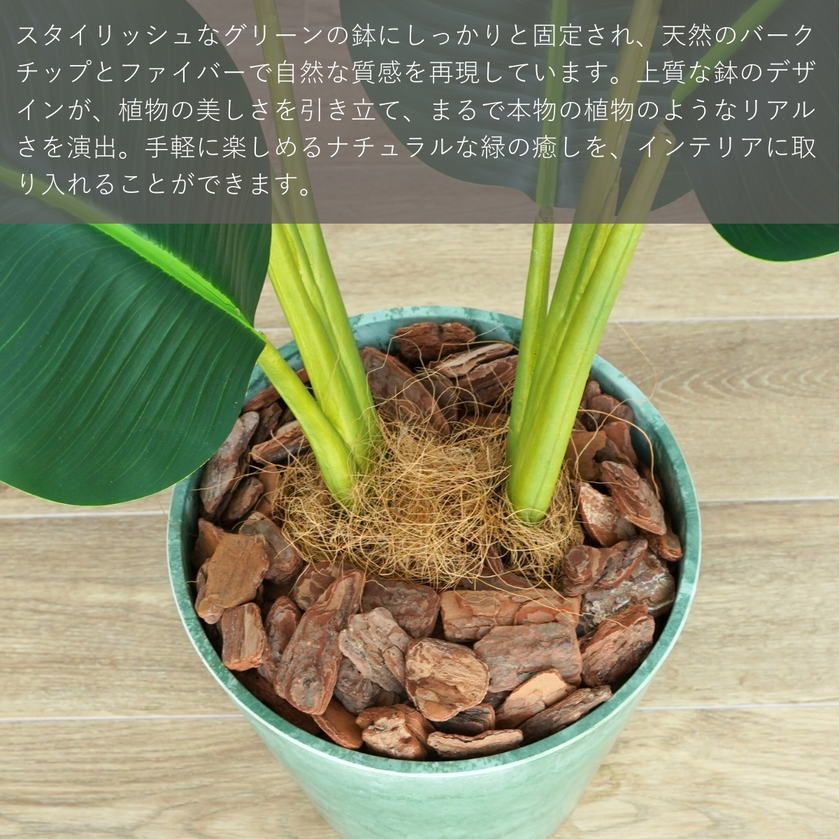 観葉植物 フェイクグリーン　ニトリ　オーガスタ　ストレチア 楽天市場】【観葉植物】ストレリチア「ニコライ」（オーガスタ