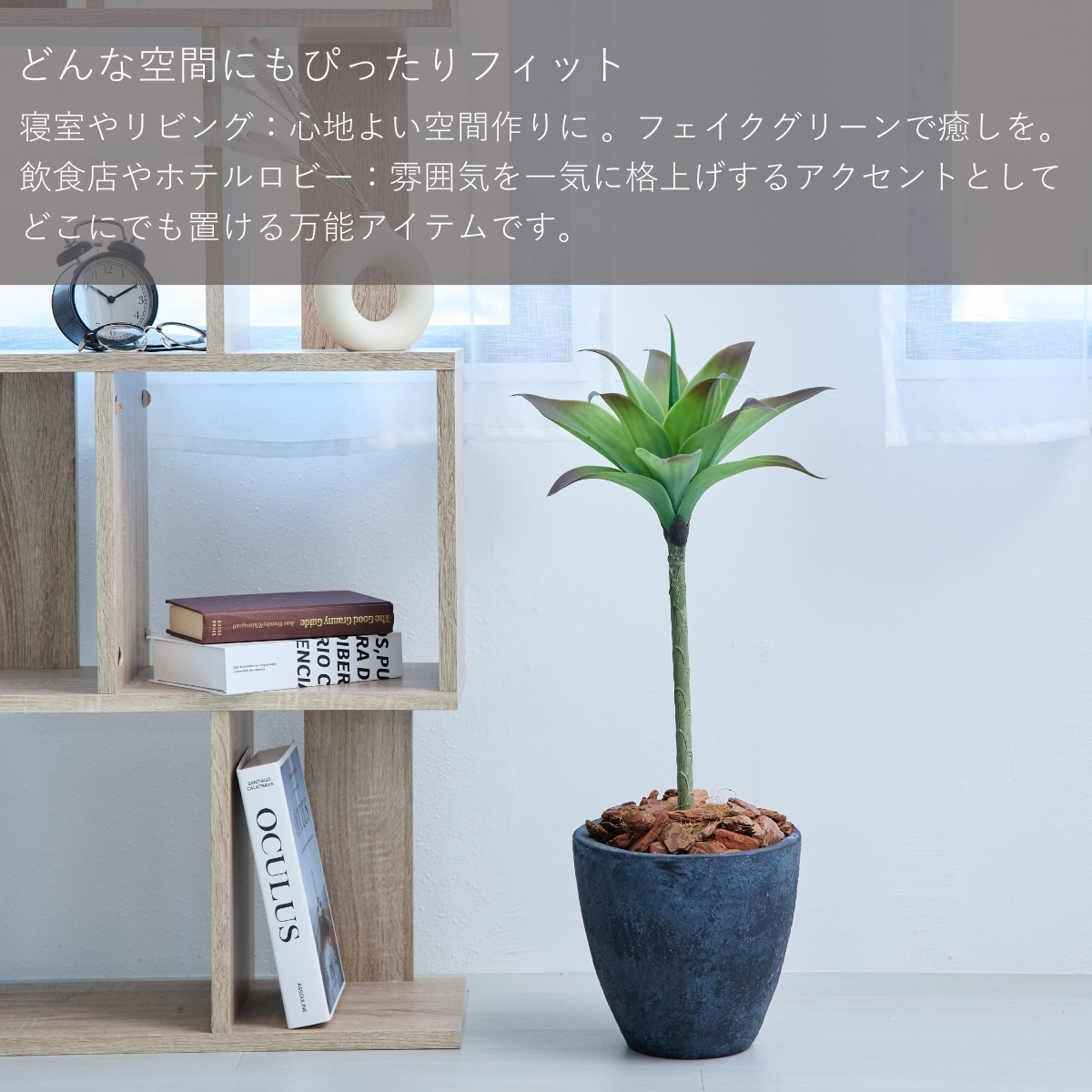 アガベアテナータの商品一覧 通販 - Yahoo!ショッピング
