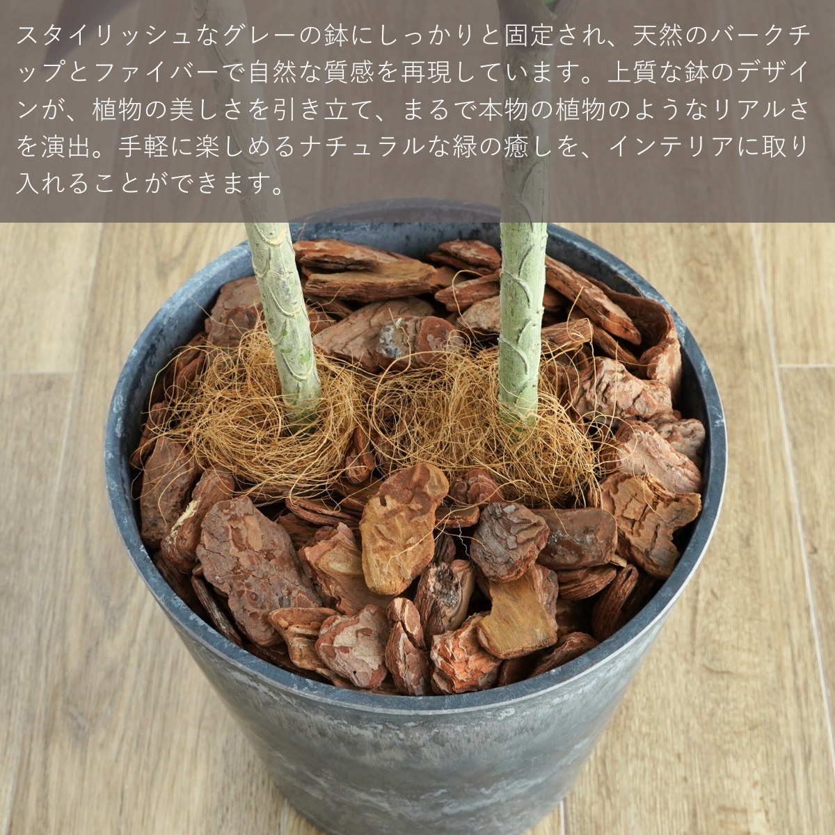 アガベ 笹の雪(花、ガーデニング)の商品一覧 通販 - Yahoo アガベ 笹の雪(花、ガーデニング)の商品一覧 通販 - Yahoo