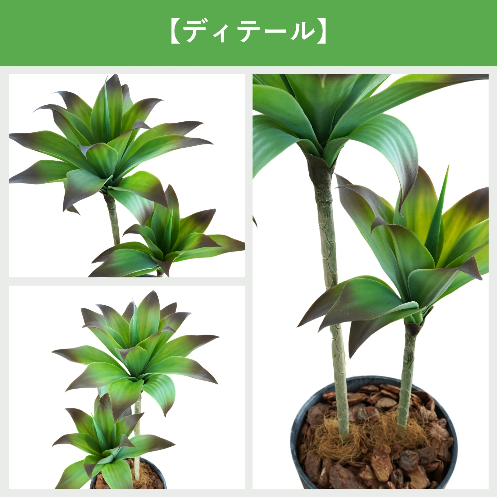 アガベアテナータ　2株セット かわいい インテリアグリーン アガベ アテナータ 2本 多肉植物 鉢 フェイクグリーン 75cm 光触媒 鉢