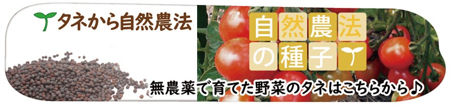 ニンジン 筑摩野五寸小袋〈5ml・約850粒〉 根菜類　自然農法種子　無農薬　固定種