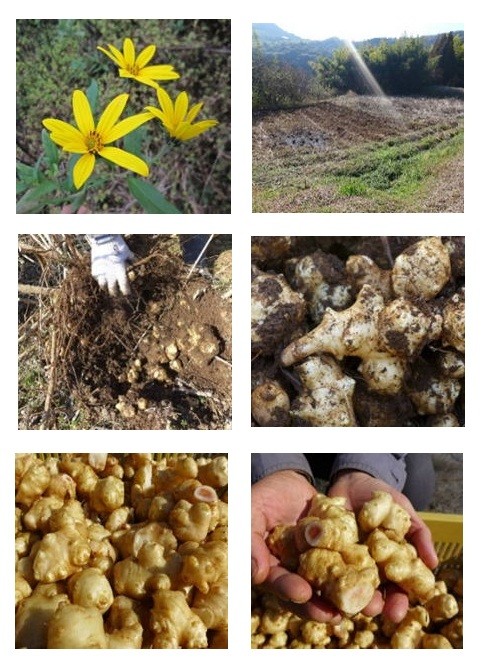 いいもの見つけた！ イヌリンのちから 菊芋の粒 180粒