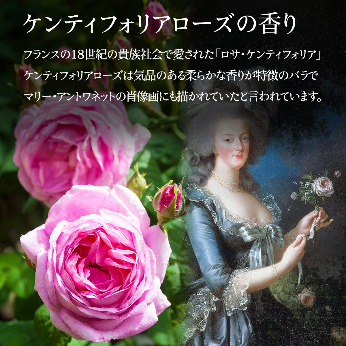 公式ストア 死海の塩 バスソルト エムナー デッドシー ミネラルソルト クリスタル 3種セット 入浴剤 ラベンダー ローズ 無香料 お風呂 | EMUNA | 08