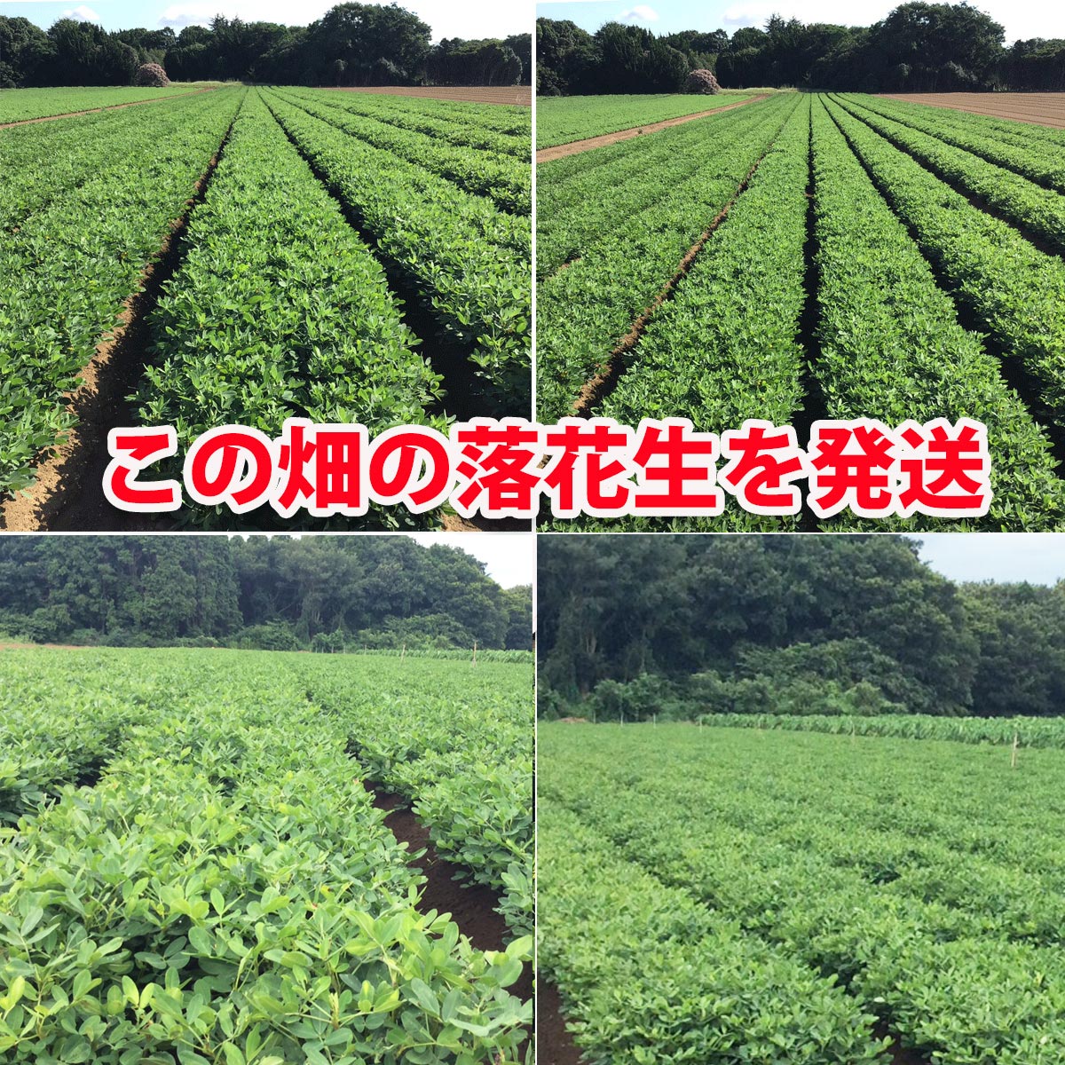 掘り取り生落花生ナカテユタカ