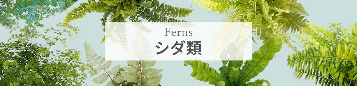 園芸ネット - シダ類｜Yahoo!ショッピング