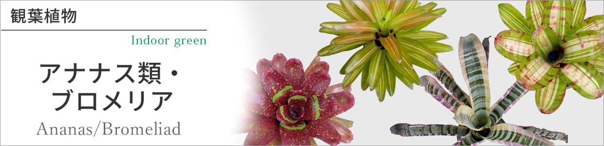 園芸ネット アナナス類 パイナップル科 観葉植物 Yahoo ショッピング