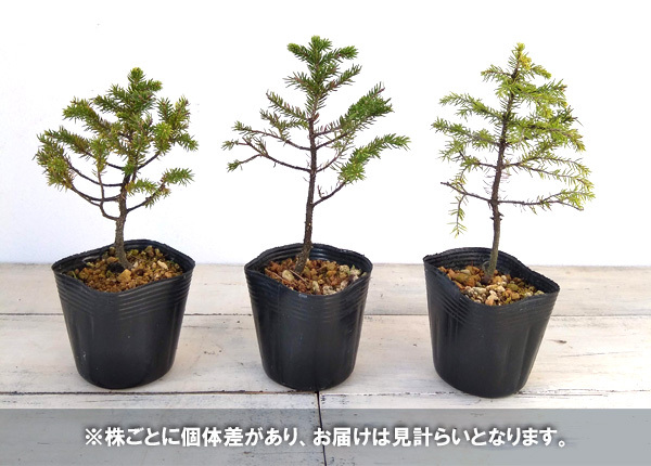 山野草の苗 松 赤エゾ松2.5号ポットの詳細画像2