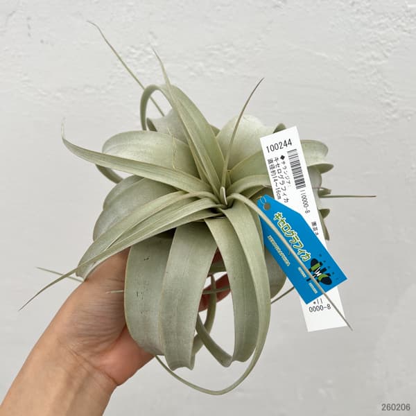 観葉植物 チランジア キセログラフィカ直径約1...の詳細画像1
