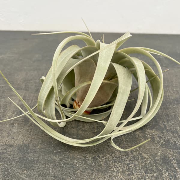 観葉植物 チランジア キセログラフィカ直径約1...の詳細画像2