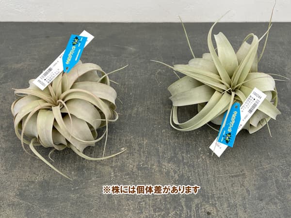 観葉植物 チランジア キセログラフィカ直径約1...の詳細画像3