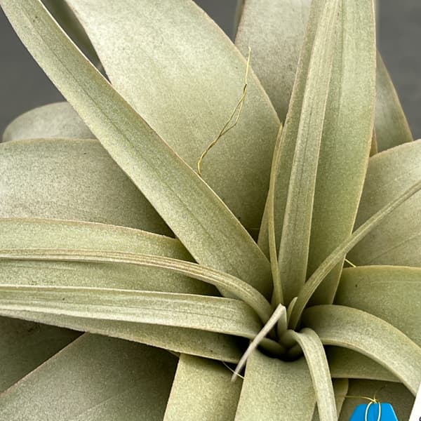 観葉植物 チランジア キセログラフィカ直径約1...の詳細画像4