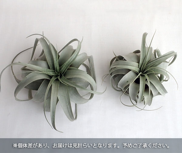ひ*の様 7/28までの出品　キセログラフィカ 斑入り エアプランツ キセログラフィカのおすすめ人気商品一覧 通販
