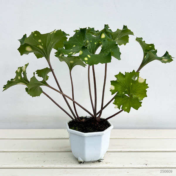 山野草の苗 ツワブキ 鏡獅子(カガミジシ)5号鉢植えの詳細画像1