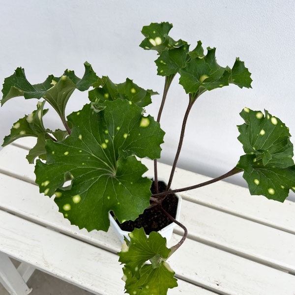山野草の苗 ツワブキ 鏡獅子(カガミジシ)5号鉢植えの詳細画像2