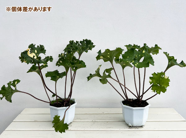 山野草の苗 ツワブキ 鏡獅子(カガミジシ)5号鉢植えの詳細画像4