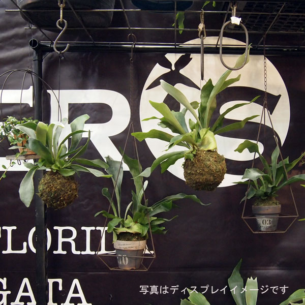 観葉植物 ビカクシダ（コウモリラン） ネザーランド苔玉3.5号仕立て