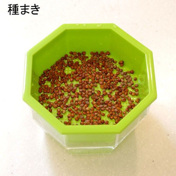 もやし・スプラウト栽培容器　キッチンファーム120・2個セット |  | 06