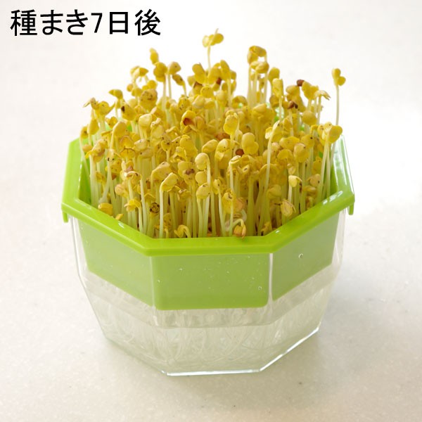 もやし・スプラウト栽培容器　キッチンファーム120・2個セット |  | 04