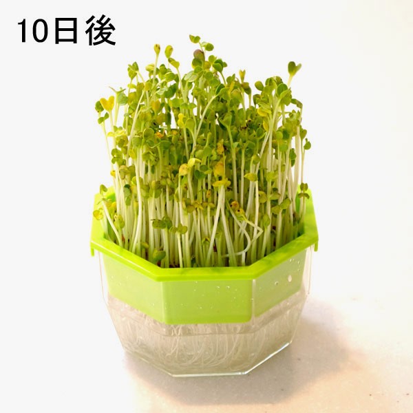 もやし・スプラウト栽培容器　キッチンファーム120・2個セット |  | 05