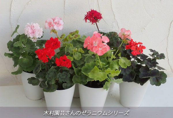 草花の苗/ゼラニウム：グラフィティダブルホワイト5号鉢植え｜engei｜04