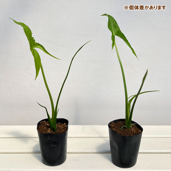 山野草の苗 クワイ3.5号ポットの詳細画像3