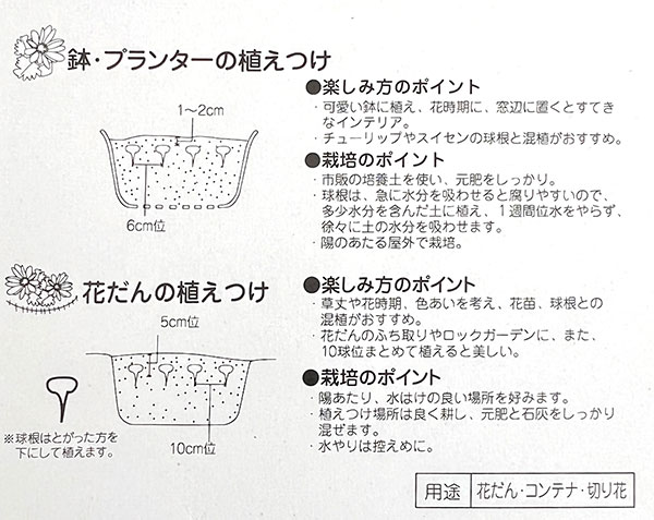 球根 26年9月中下旬予約 アネモネ ミストラ...の詳細画像4
